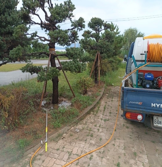 돈나무,산철쭉 이식4